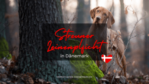 Leben mit Hund in Dänemark Ein freier streunender Hund in einem dänischen Wald ohne Leine