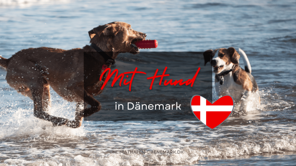 Hundeversicherung Zwei Hunde spielen am Strand in Dänemark
