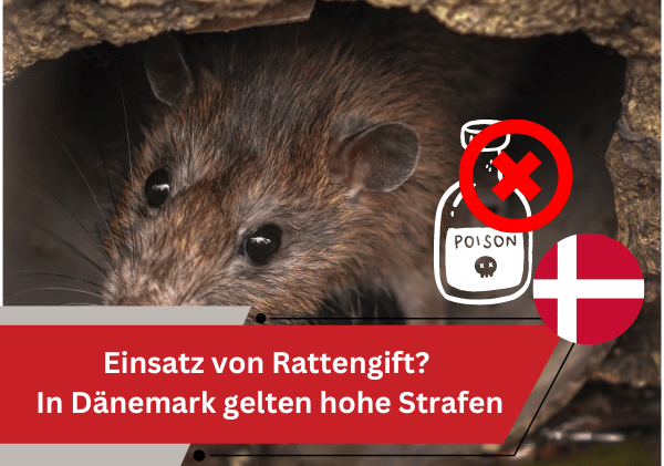 Regen, Regen… beim Thema Regenwasser und Abwasser und Ratten muss in Dänemark der Fachmann ran Rattengift