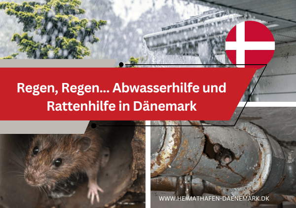 Regen, Regen… beim Thema Regenwasser und Abwasser und Ratten muss in Dänemark der Fachmann ran Regen, Regen… beim Thema Regenwasser und Abwasser und Ratten muss in Dänemark der Fachmann ran