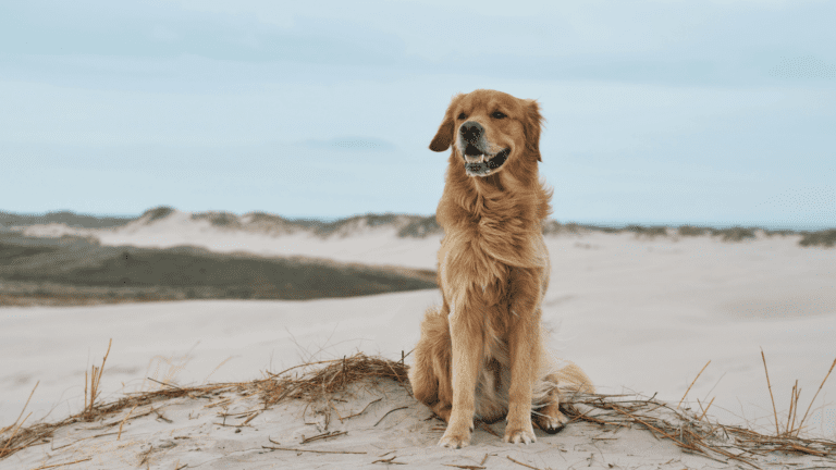 Leben in Dänemark Ein Hund sitzt im Sand am dänischen Strand